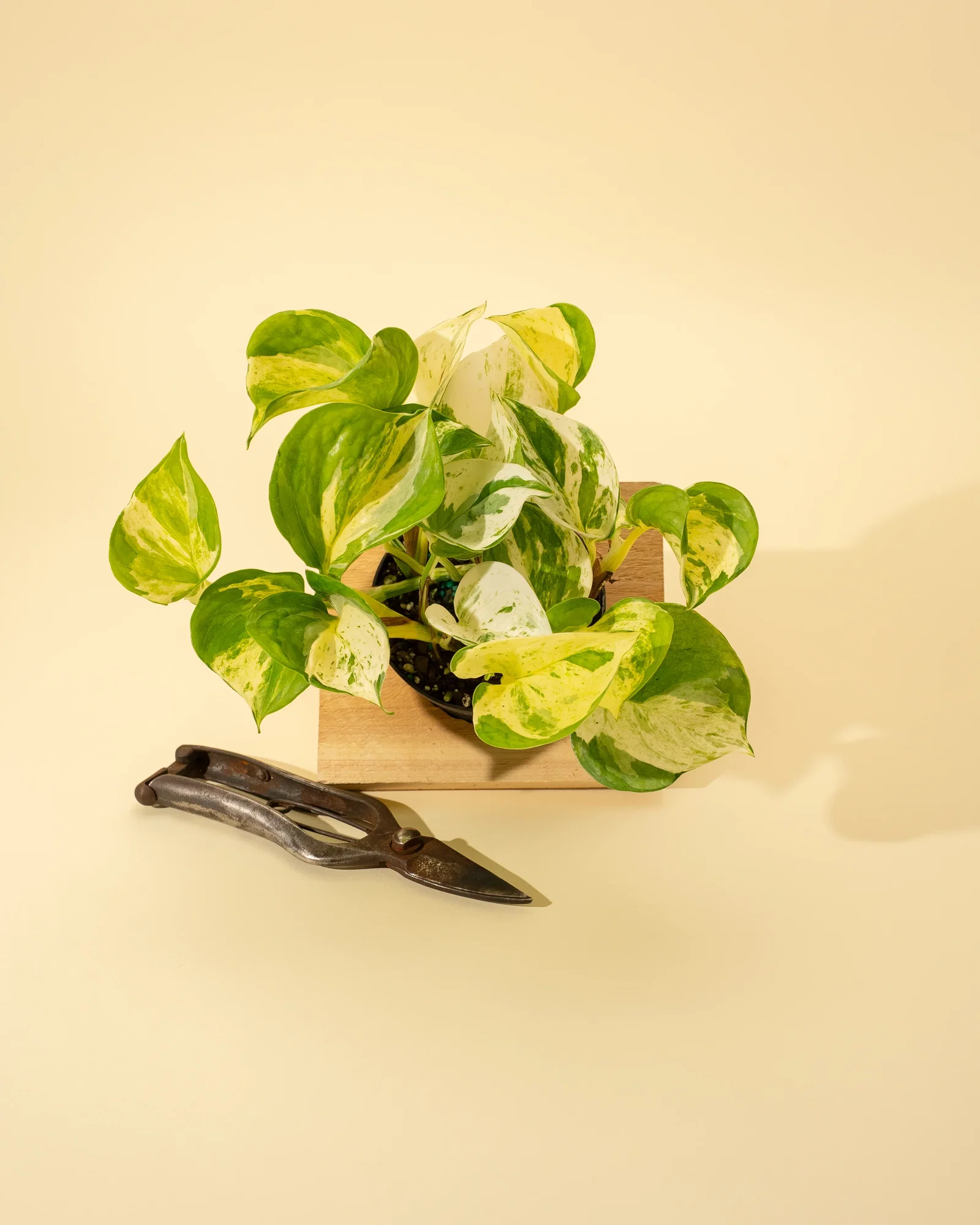 Image of 4