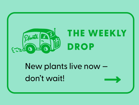 The Weekly Drop: New plants are live! Shop now.