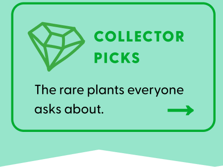 Rare Plants: Shop plants that you don't find just anywhere