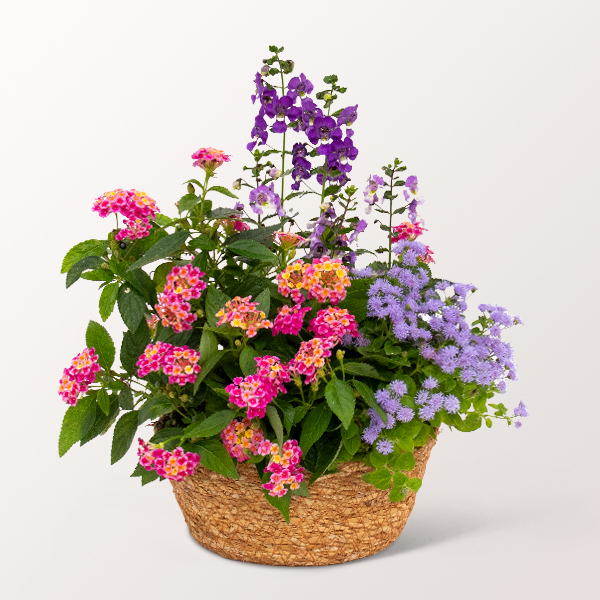 Sommerwiese in einem Körbchen für 26,99 €