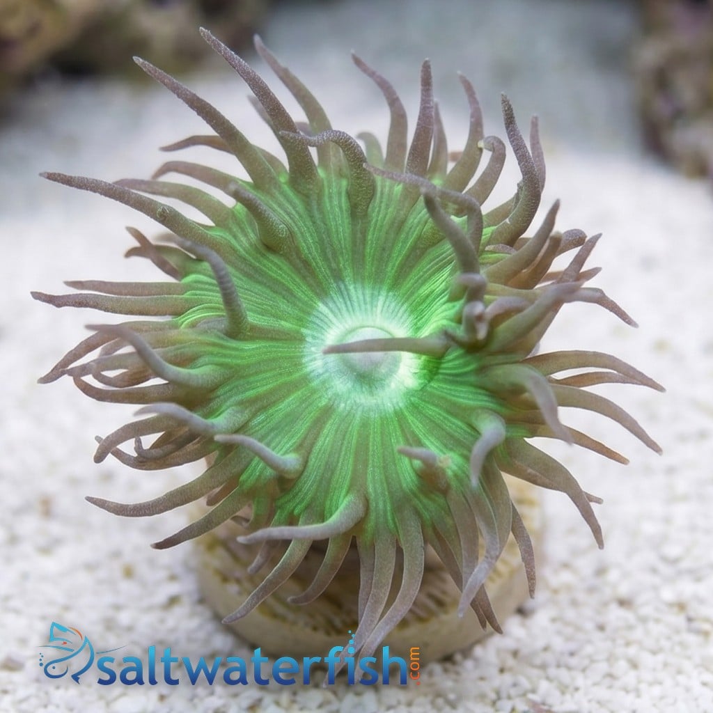 Duncan Coral: Green - Australia