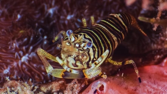 Bumble Bee Shrimp