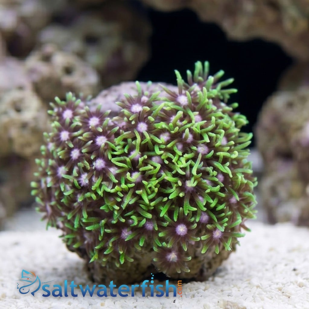 Star Polyp: Metallic Green Nano - Aquacultured
