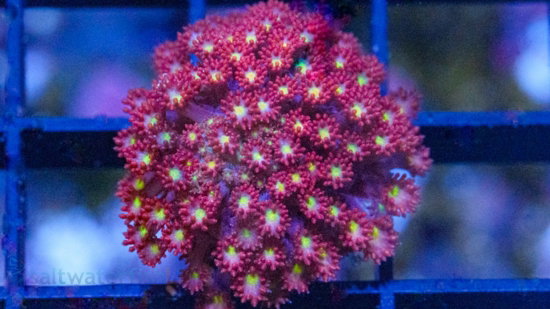 Goniopora Coral: Fruit Loops Bernardpora - Aquacultured