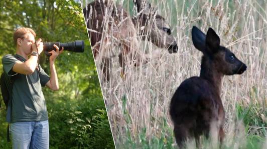 Zwart reekalfje belandt voor de lens van fotograaf Ambroos (15) uit Zomergem: “Echt een zeldzame natuurontdekking”
