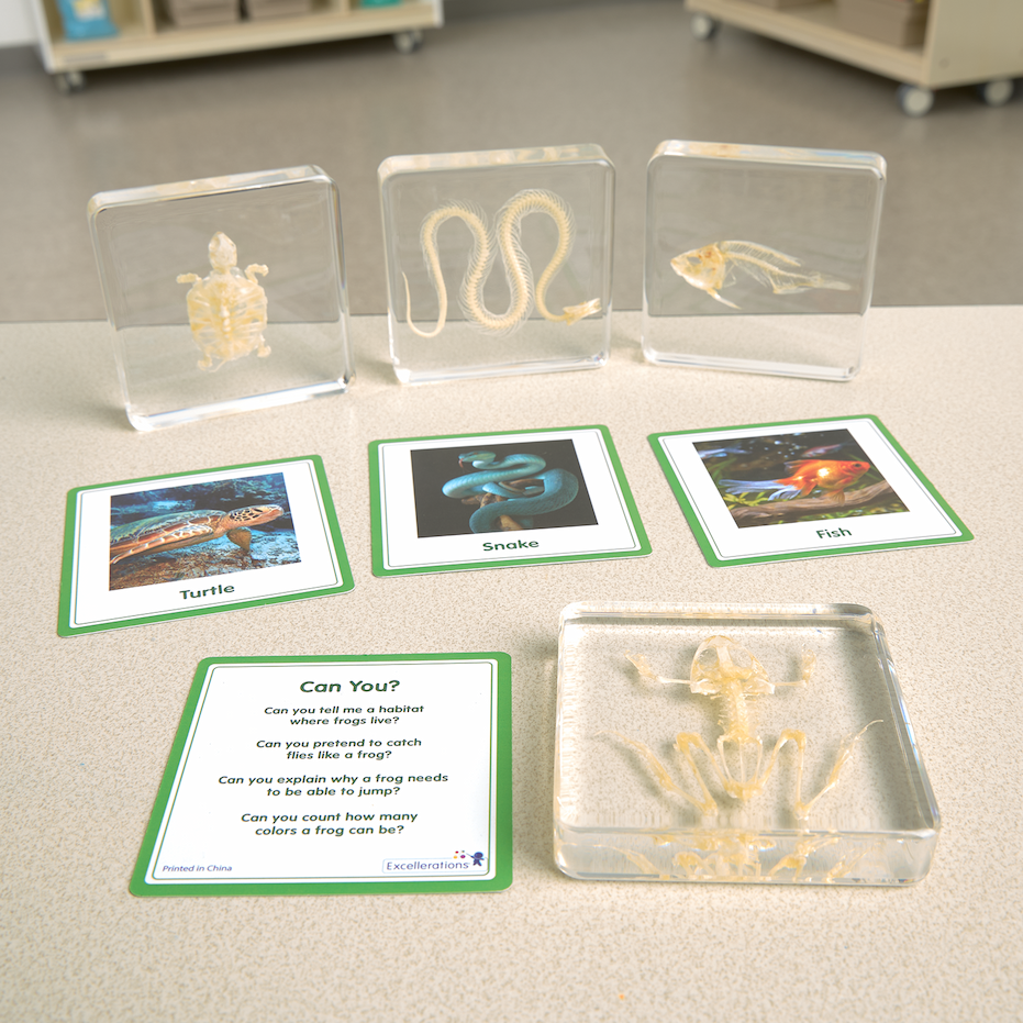 Excellerations® SpeciFun™ 4 Skeleton Specimen Tiles & Cards