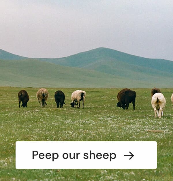 Peep Our Sheep