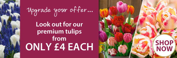 Look out for our premium tulips