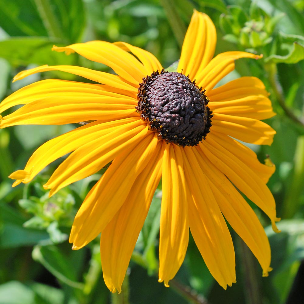 Rudbeckia 'Goldsturm'