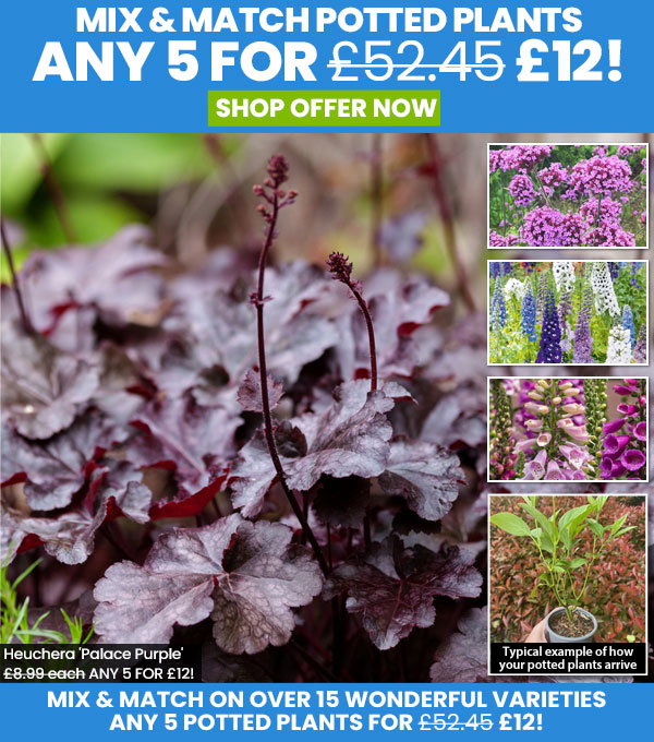 Potted Perennials, Shrubs & Climbers