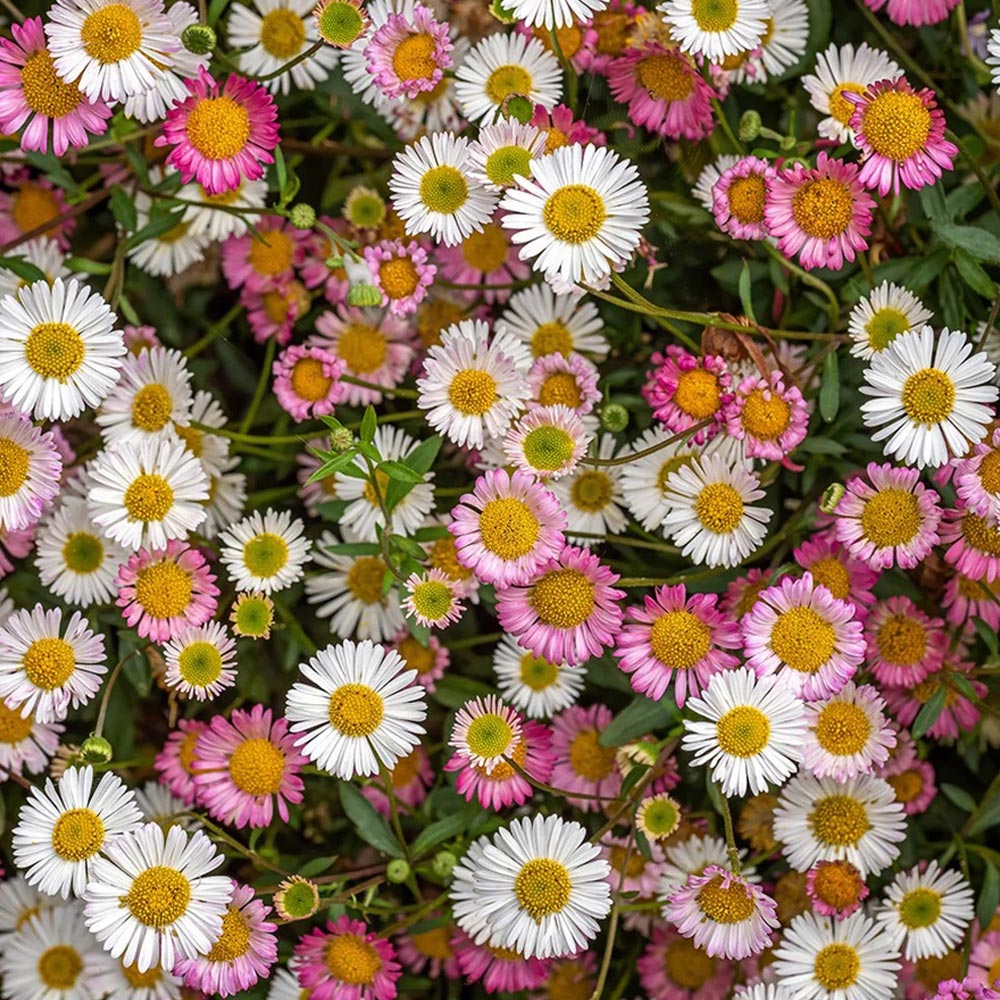Erigeron 'Stallone'