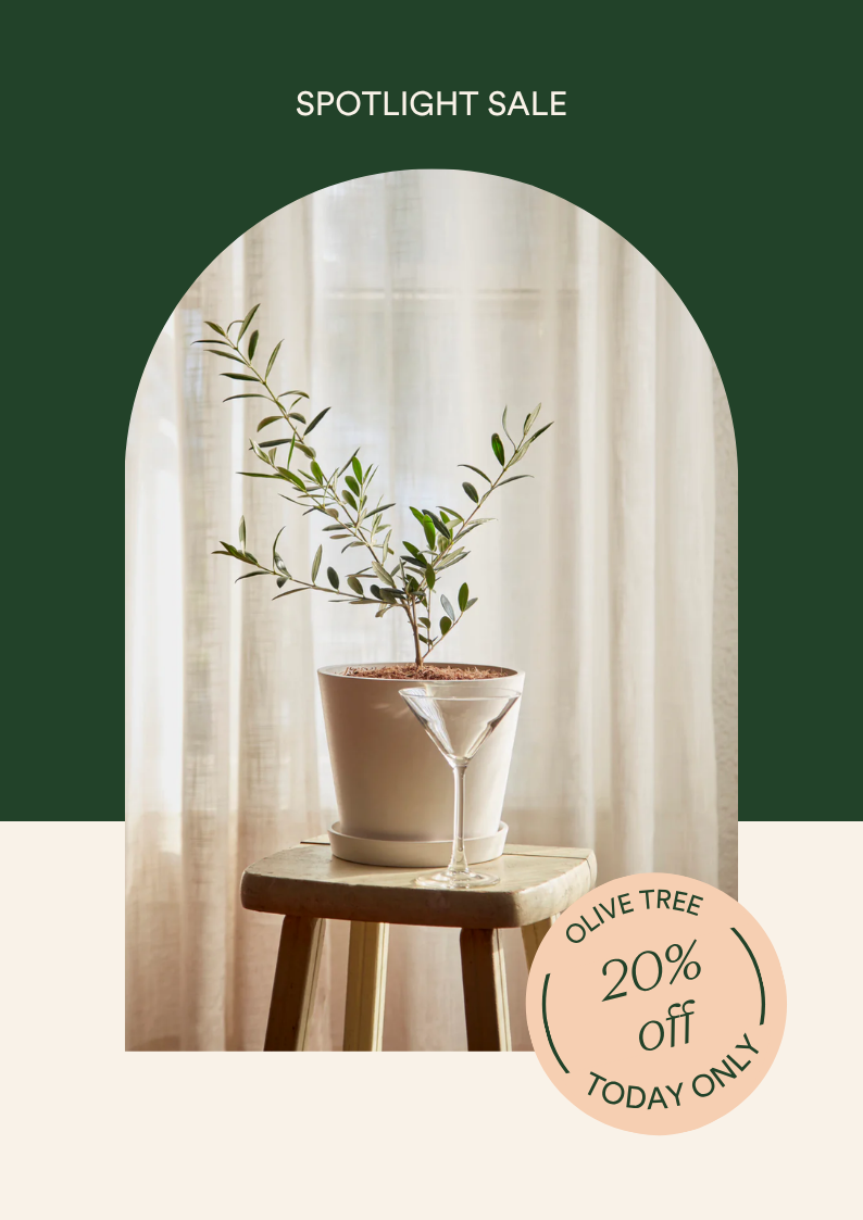 20% OFF THE OLIVE TREE