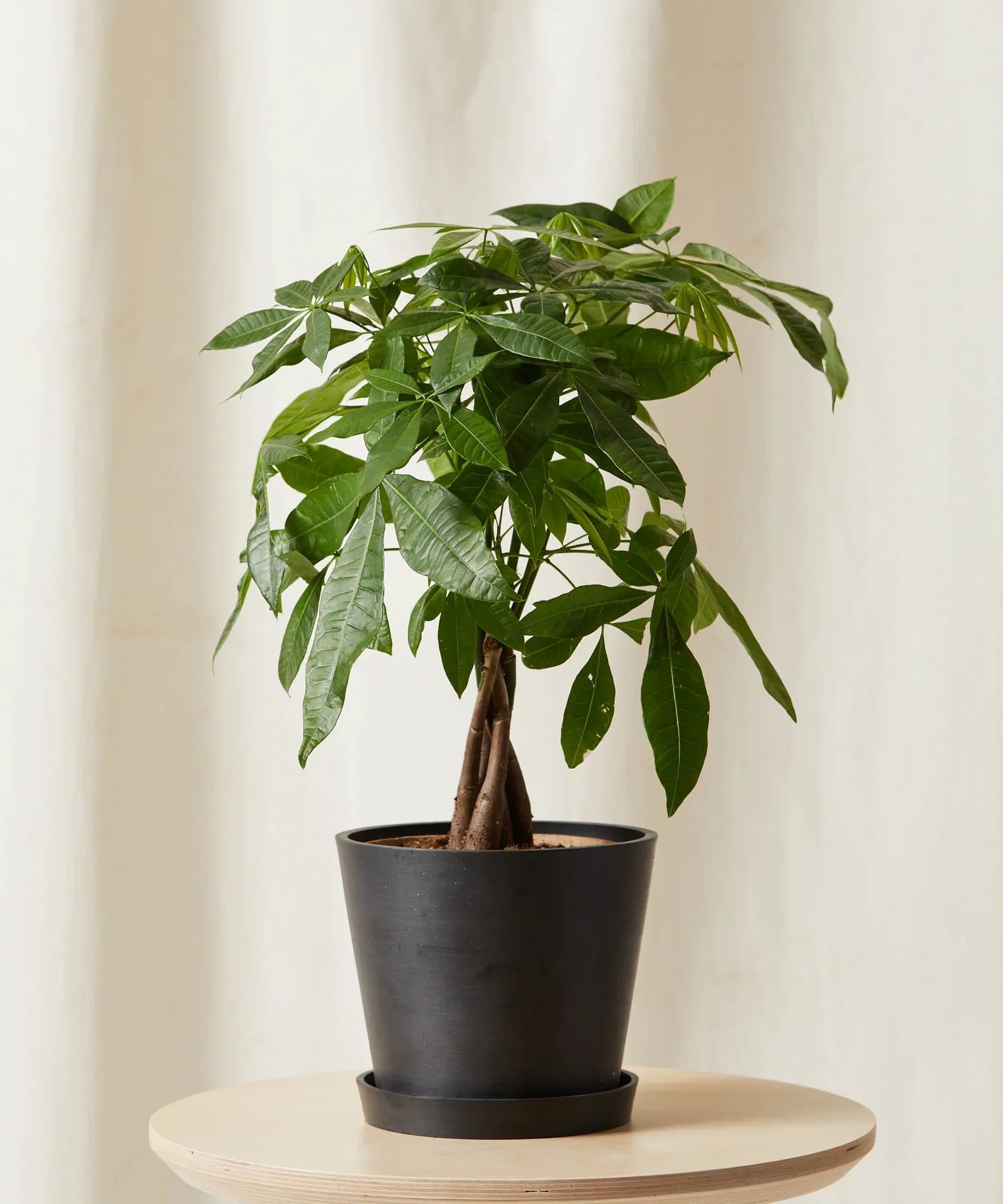 Image of Money Tree Braid