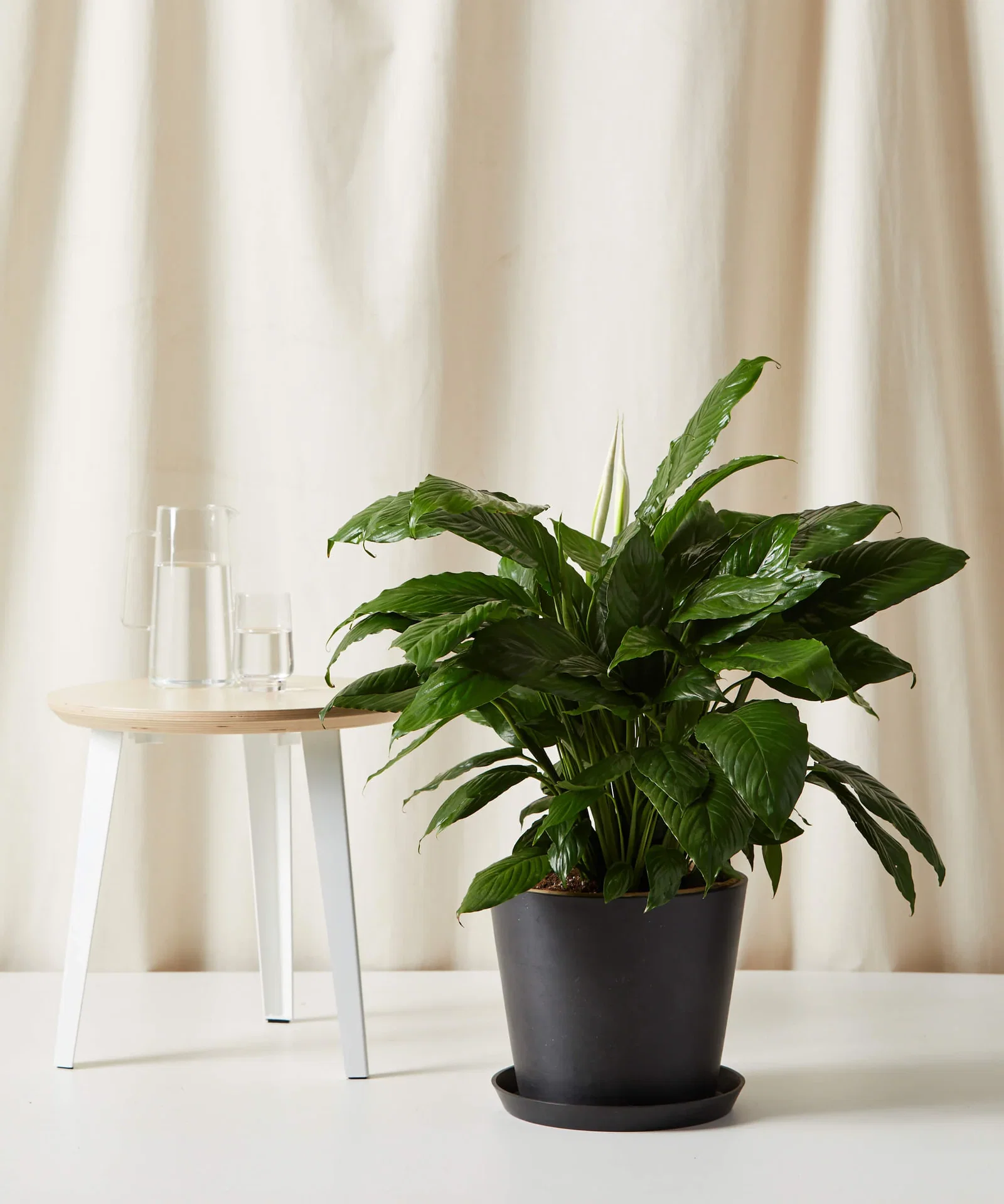 Image of XL Peace Lily