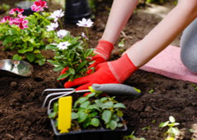 How to gardening guides