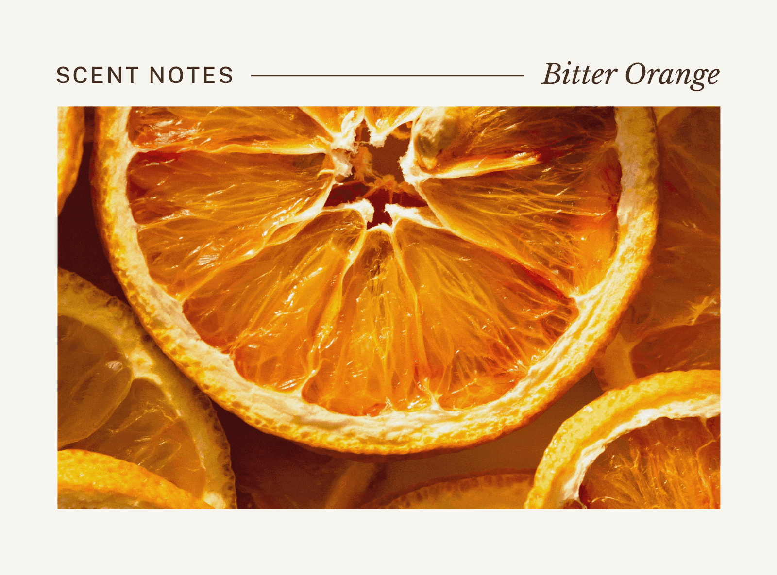 Scent Notes | Bitter orange • Cassis buds • Wisteria • Sandalwood • Warm moss