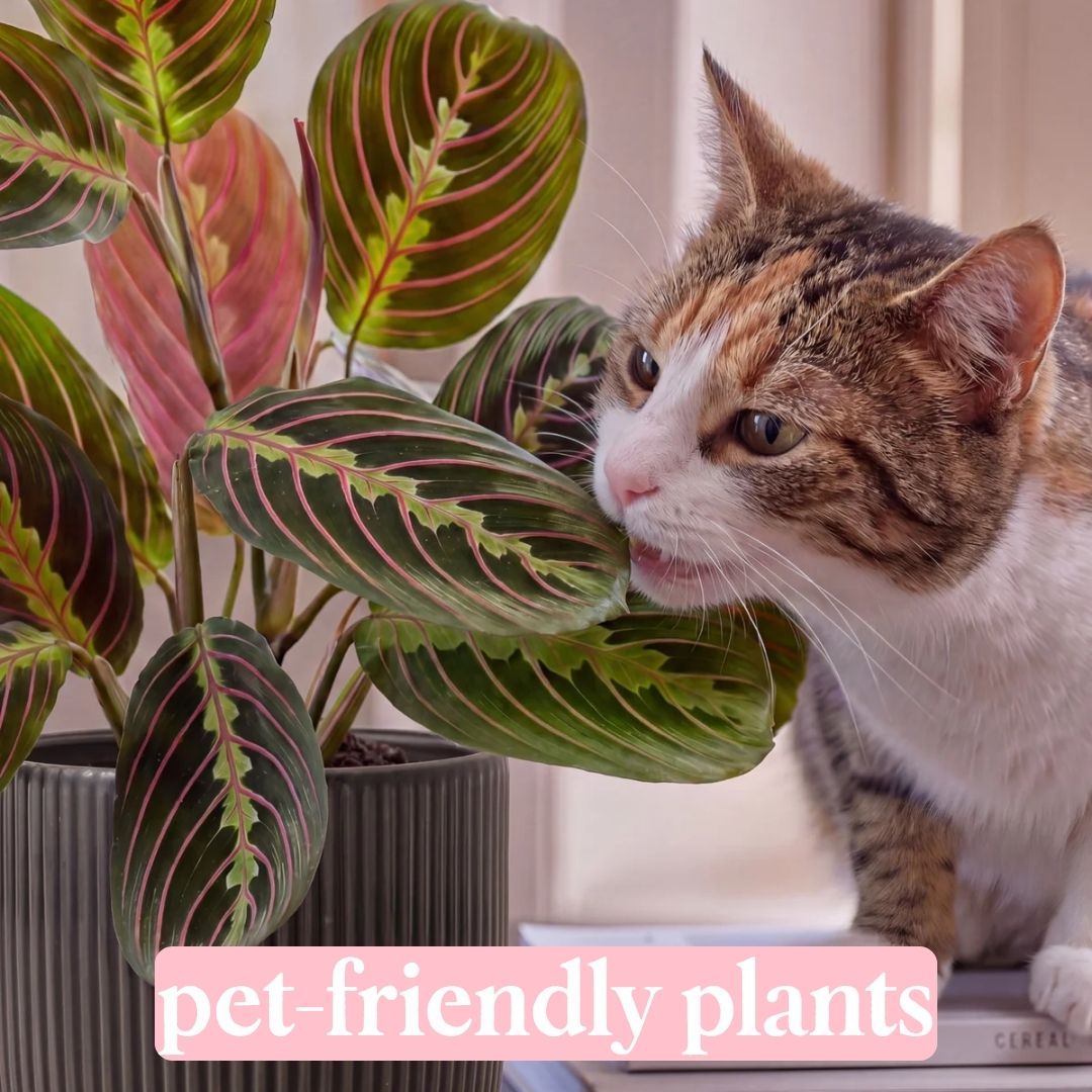 pet-friendly plants