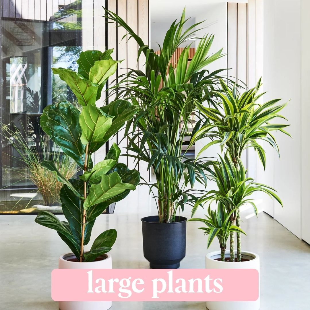 large plants