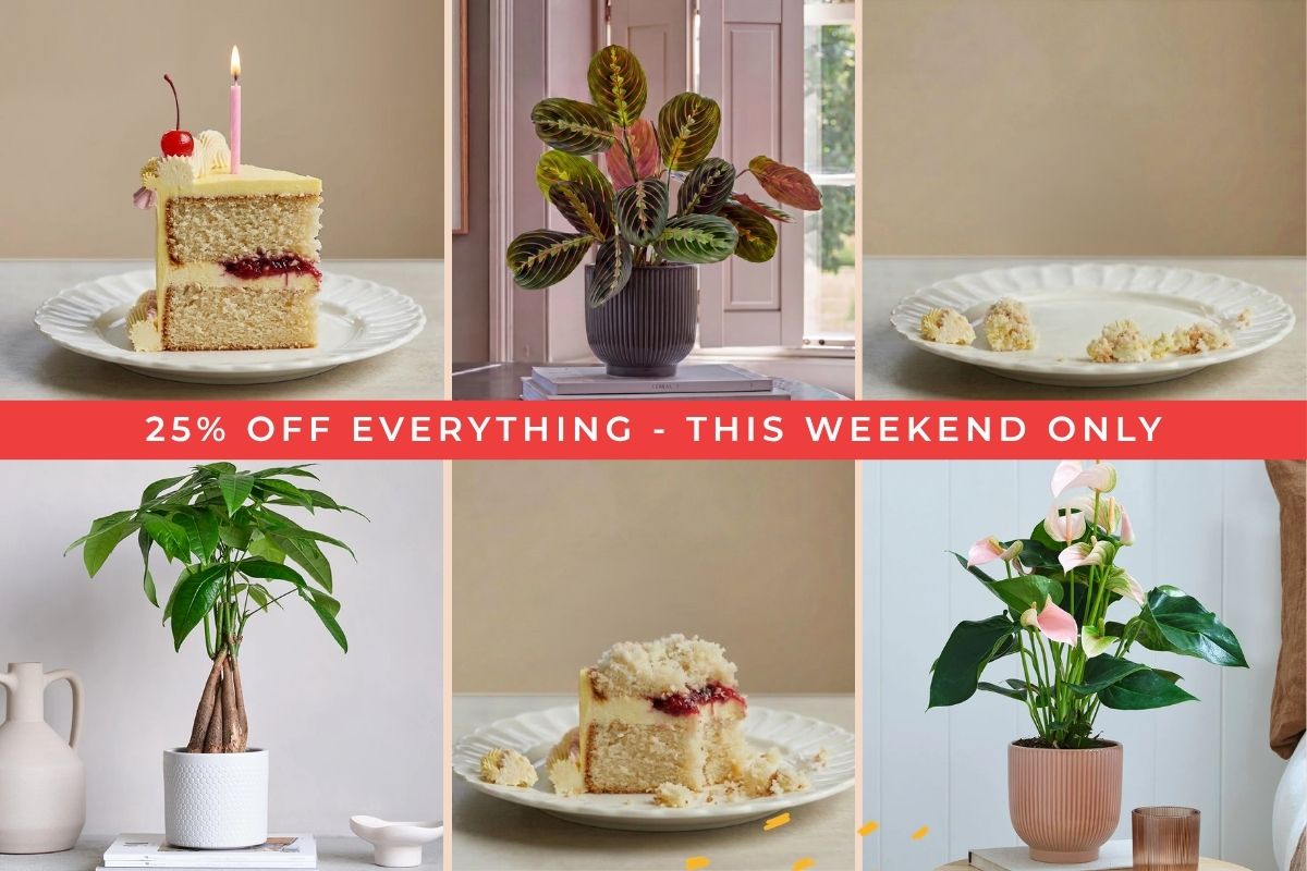 25% off - our birthday event
