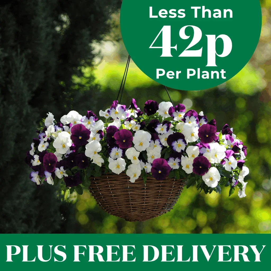 Less Than 42p Per Plant + Free Delivery