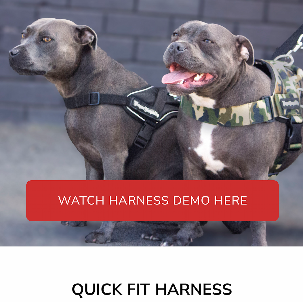 Quick Fit on two staffy dogs