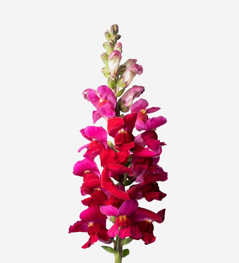 Magenta Snapdragon