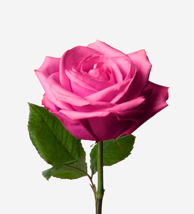 Rose A La Mode