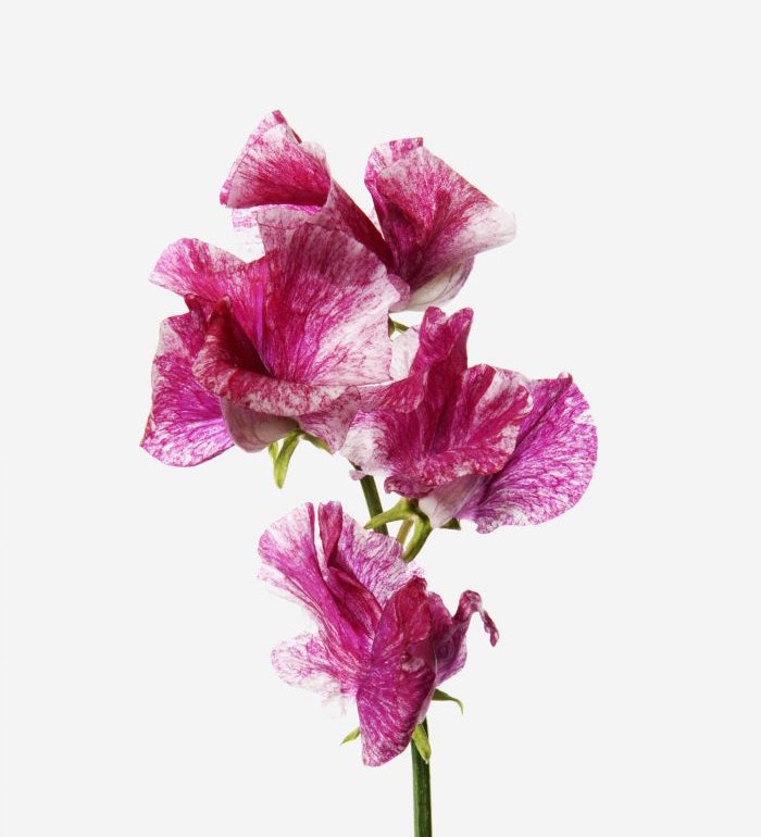 Raspberry Crush Sweet Pea