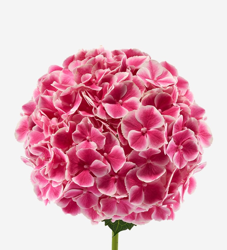 Kiss & Tell Hydrangea