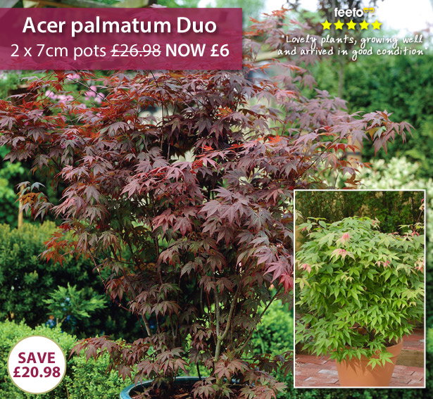 Acer palmatum Duo