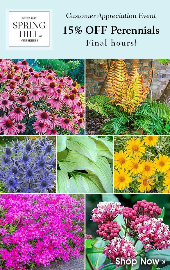 FINAL HOURS: 15% OFF Perennials