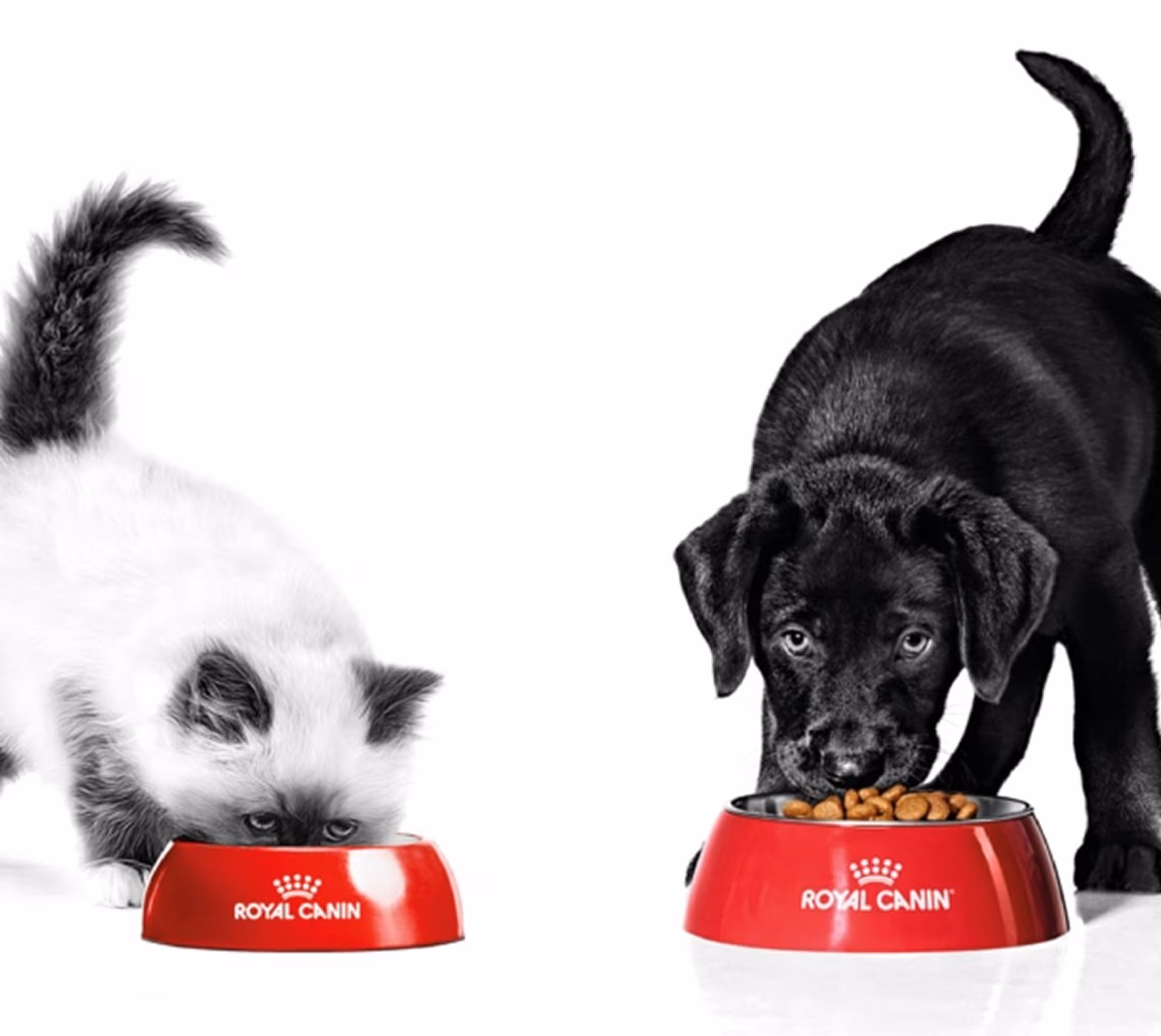 Get 15% off Royal Canin Diets.