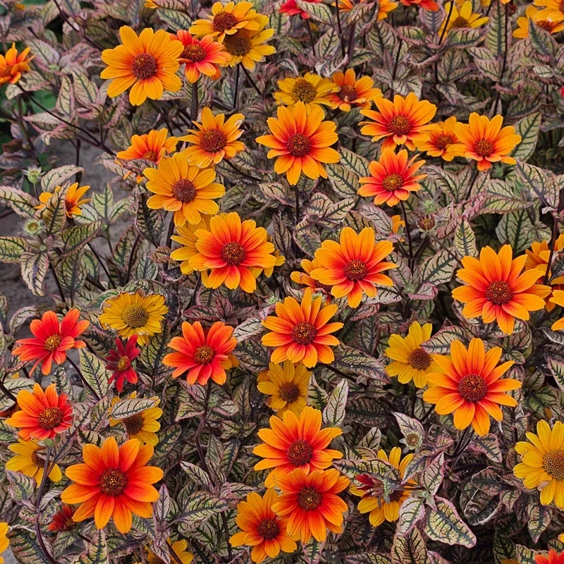 Orange Marble Heliopsis

