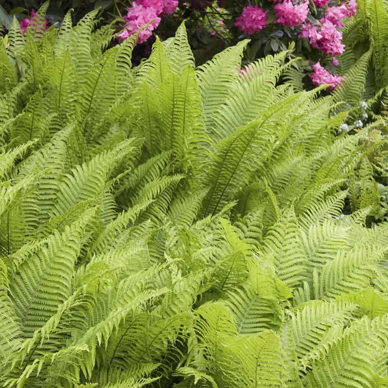Ostrich Fern
