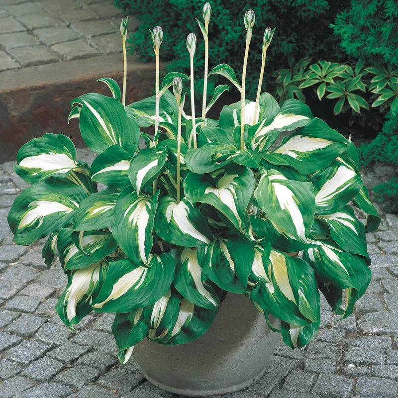 Hosta Mediovariegata
