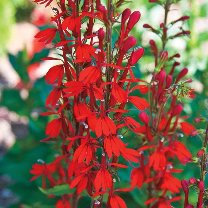 Red Cardinal Flower
