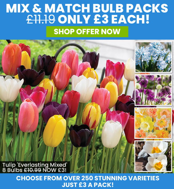 Mix & Match Bulbs