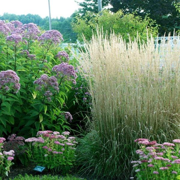 Ornamental Grasses