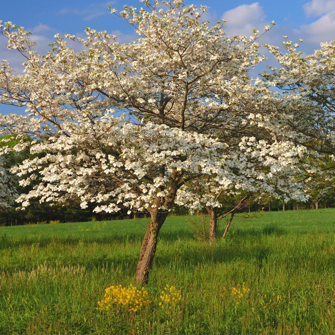 White Flowering  Dogwood Tree
