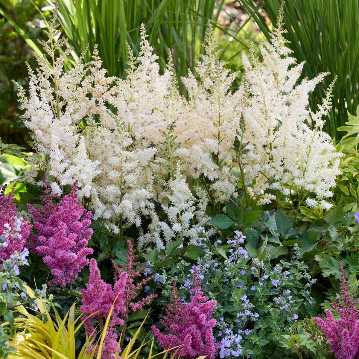 HARDY PERENNIALS