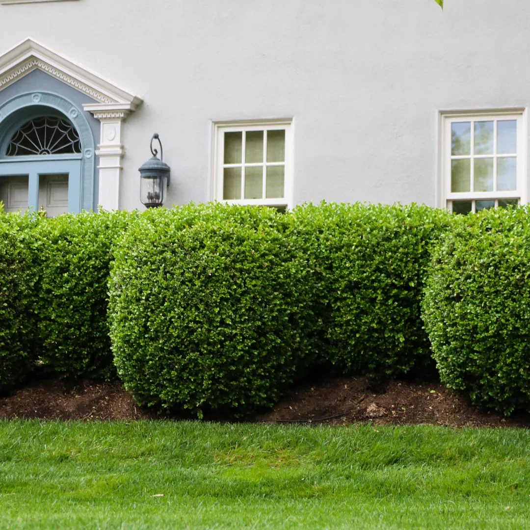 Evergreen Shrubs