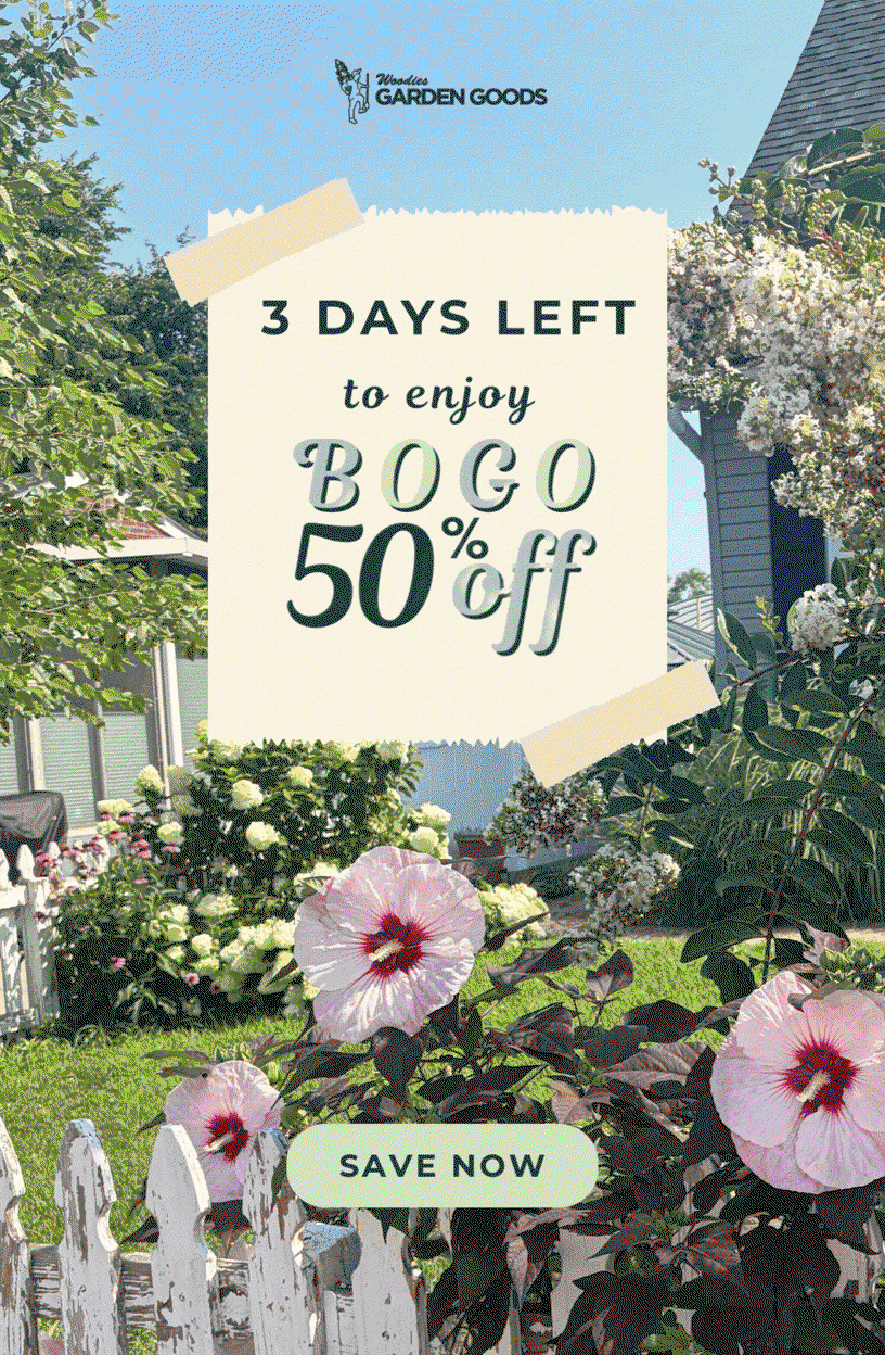 3 DAYS LEFT TO ENJOY BOGO 50% OFF