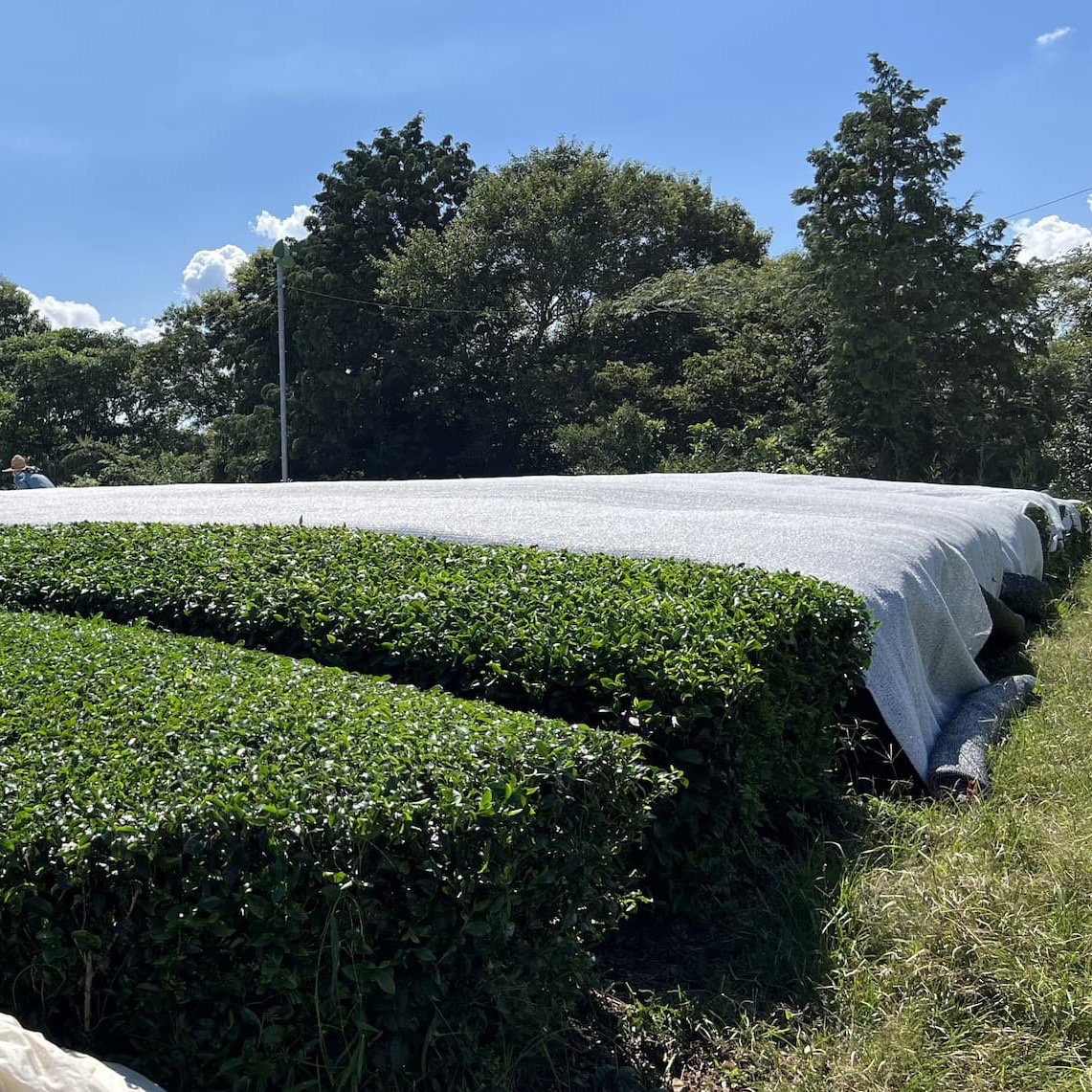 Tea fields of Uji