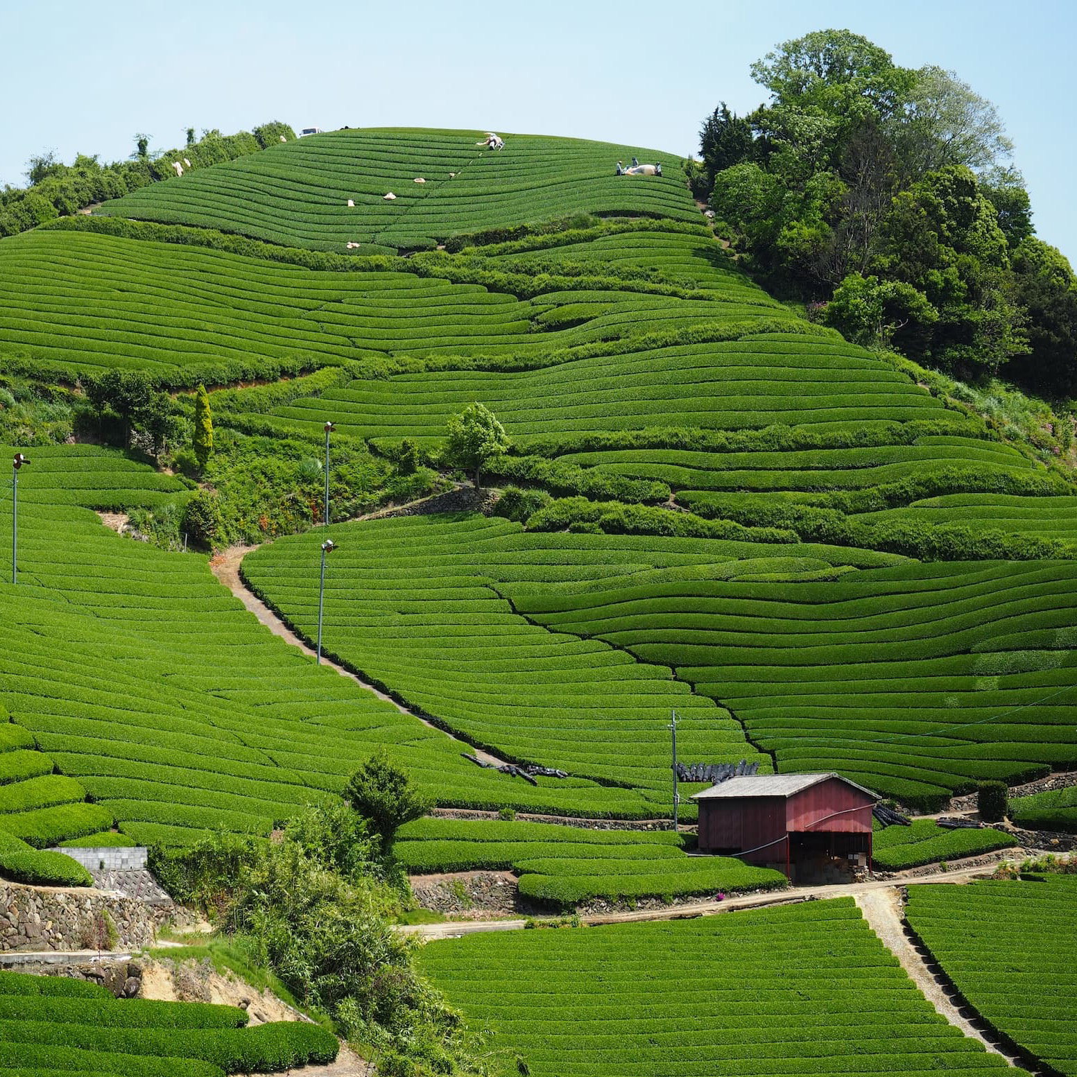 Terraced tea fields in Uji, Kyoto, Japan