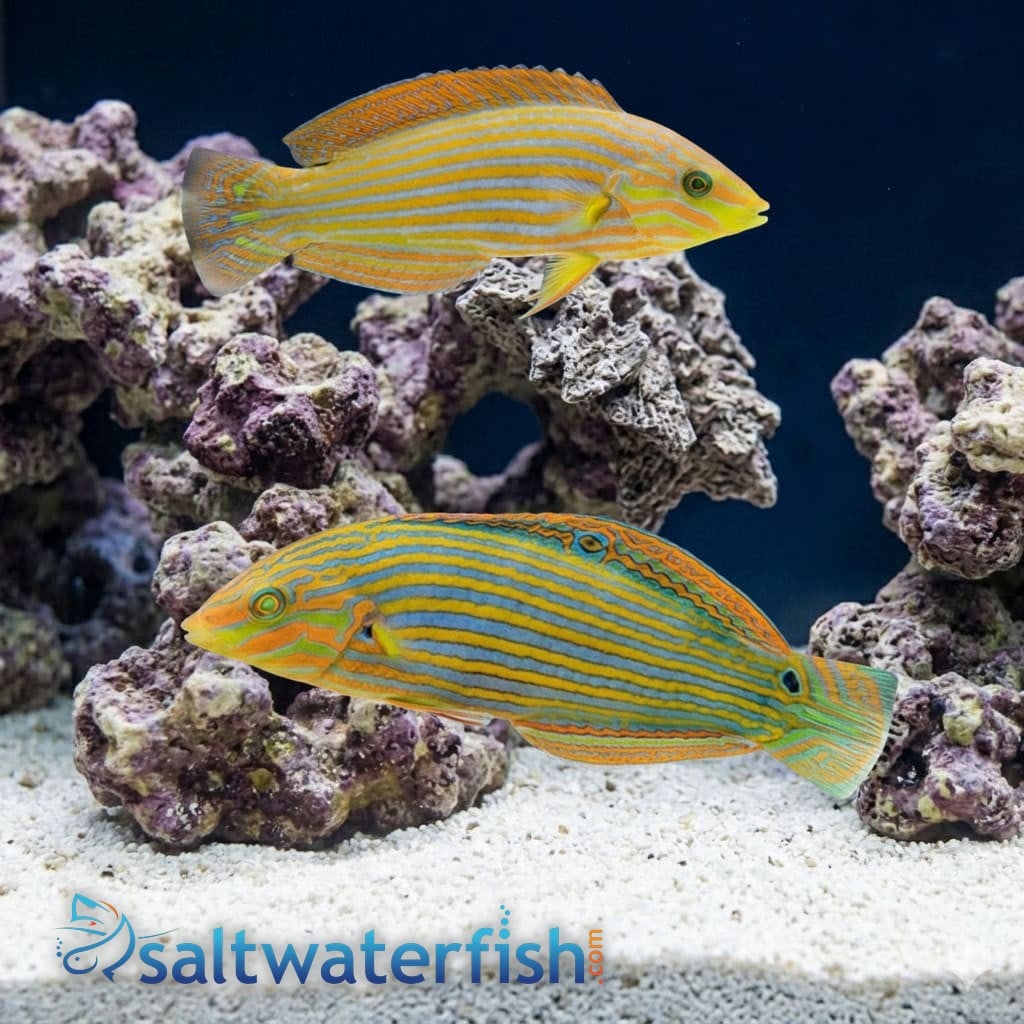 Melanarus Wrasse: Male - Fiji