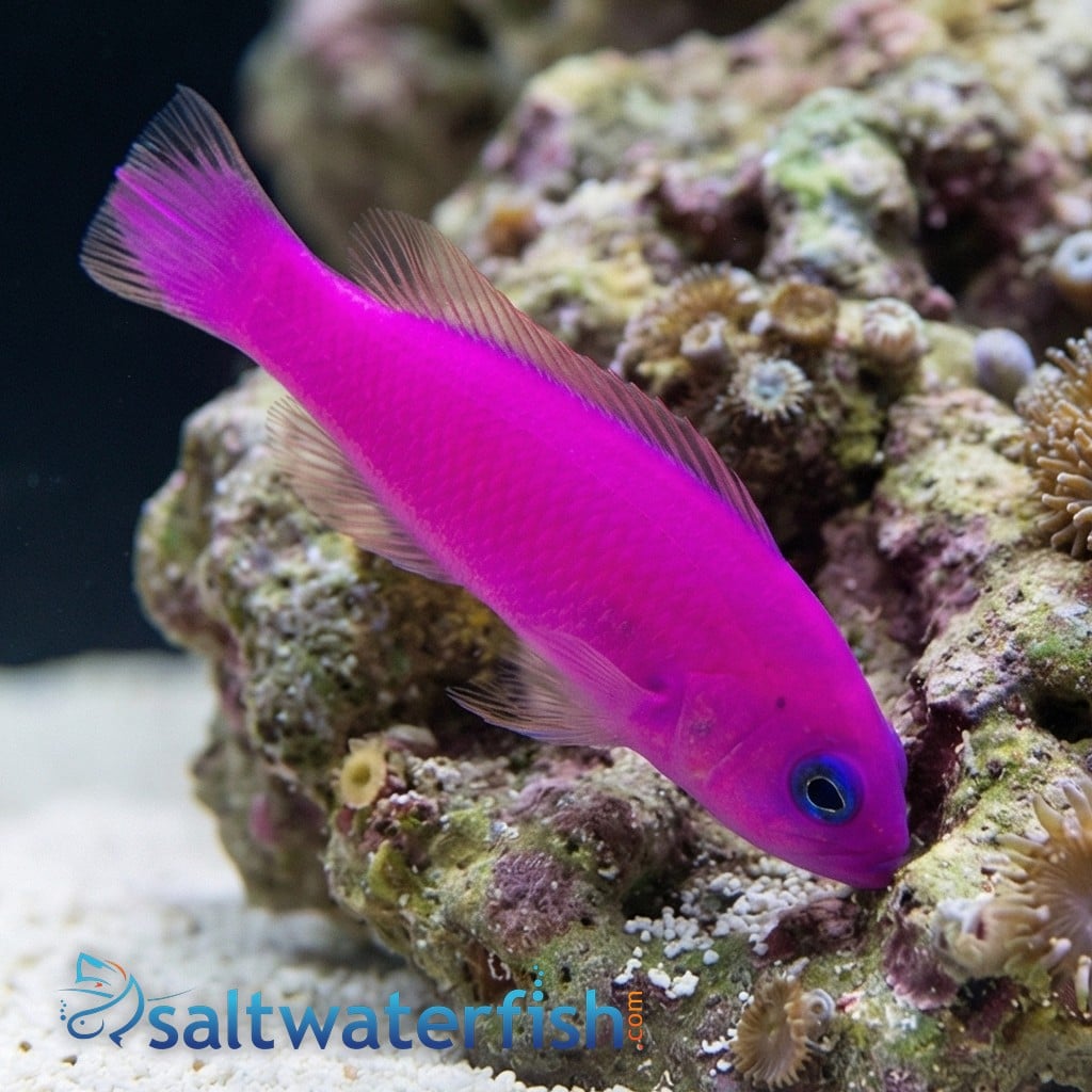 Purple Pseudochromis