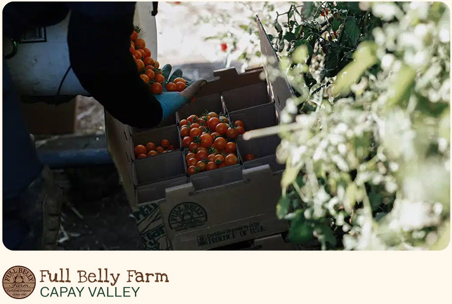 Full Belly Farm, Capay Valley