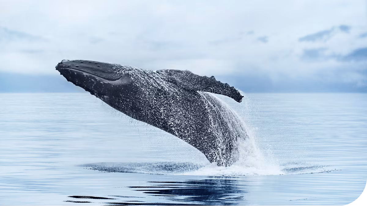 A whale breaches the waters of Alaska.
