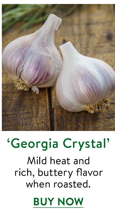 Georgia Crystal, Garlic