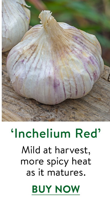 Inchelium Red Garlic Bulbs